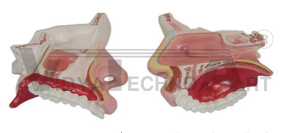 Model Of The Anatomy Nasal Cavity Pharmaceutical and Anatomical Model Gifts